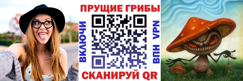 дарнет шоп  Багратионовск  мега как зайти  Галлюциногенные грибы Magic Shrooms 